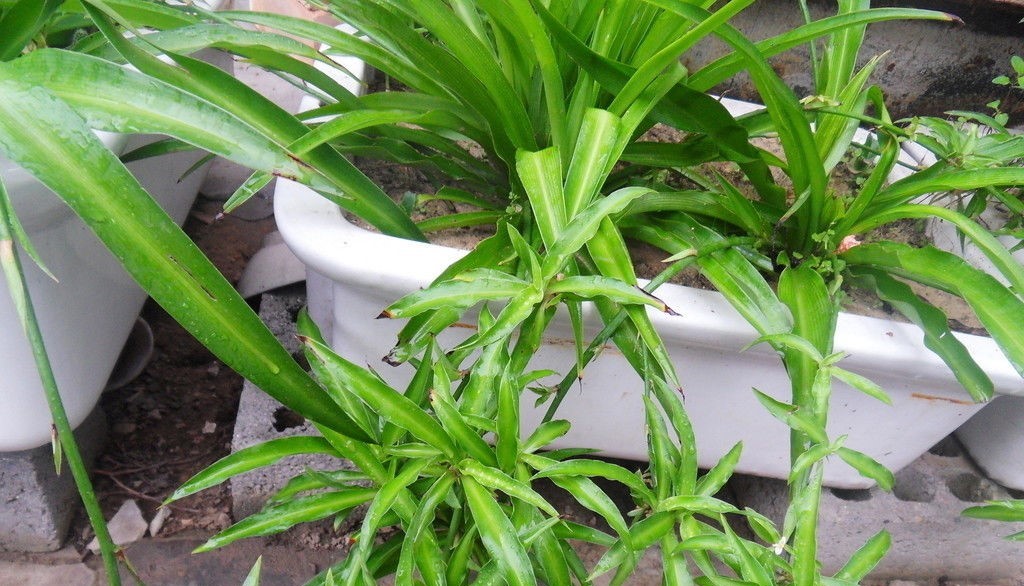 什么植物能除甲醛？結束后還用甲醛檢測嗎？