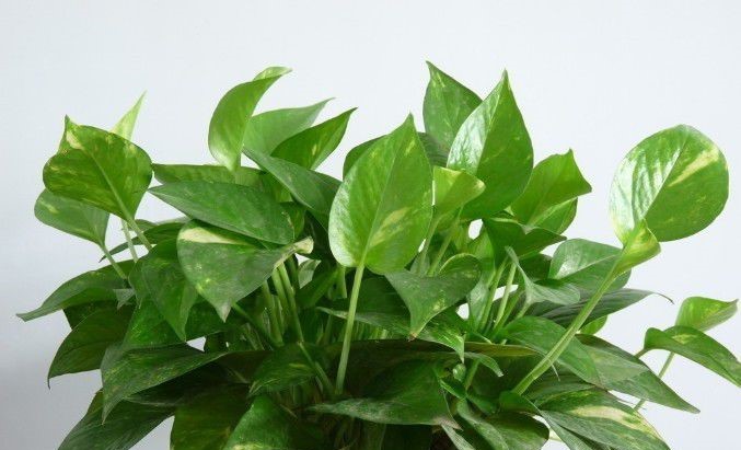 什么植物能除甲醛？結束后還用甲醛檢測嗎？